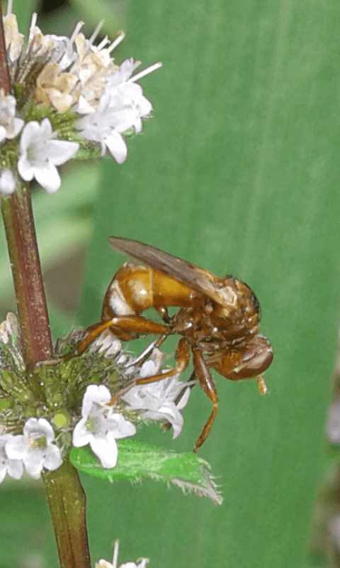 Sicus sp. (Conopidae)?  S